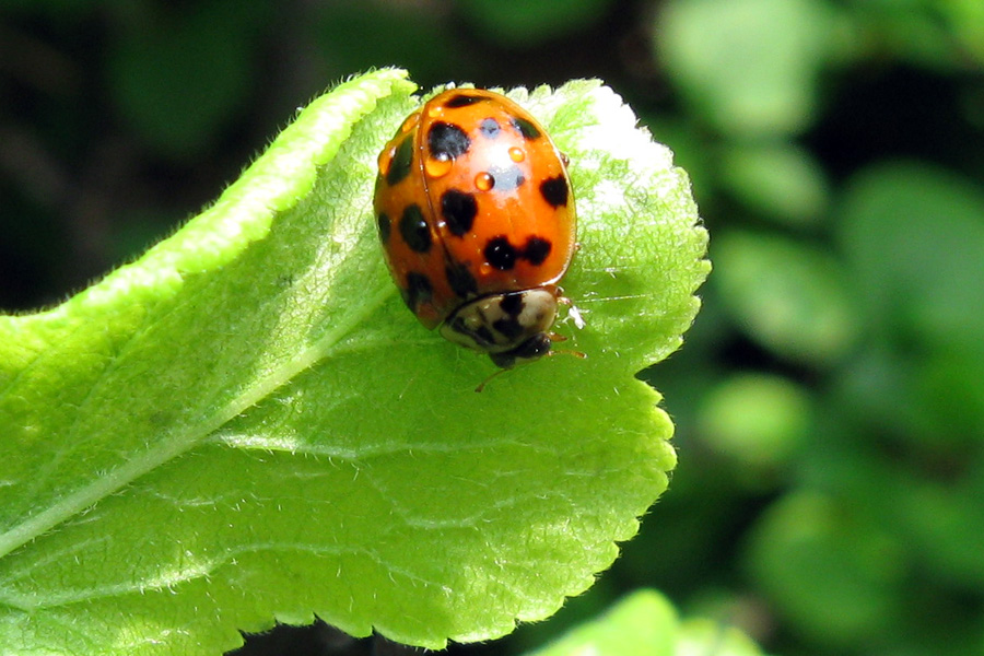 Harmonia axyridis o Anatis ocellata (Coccinellidae)?